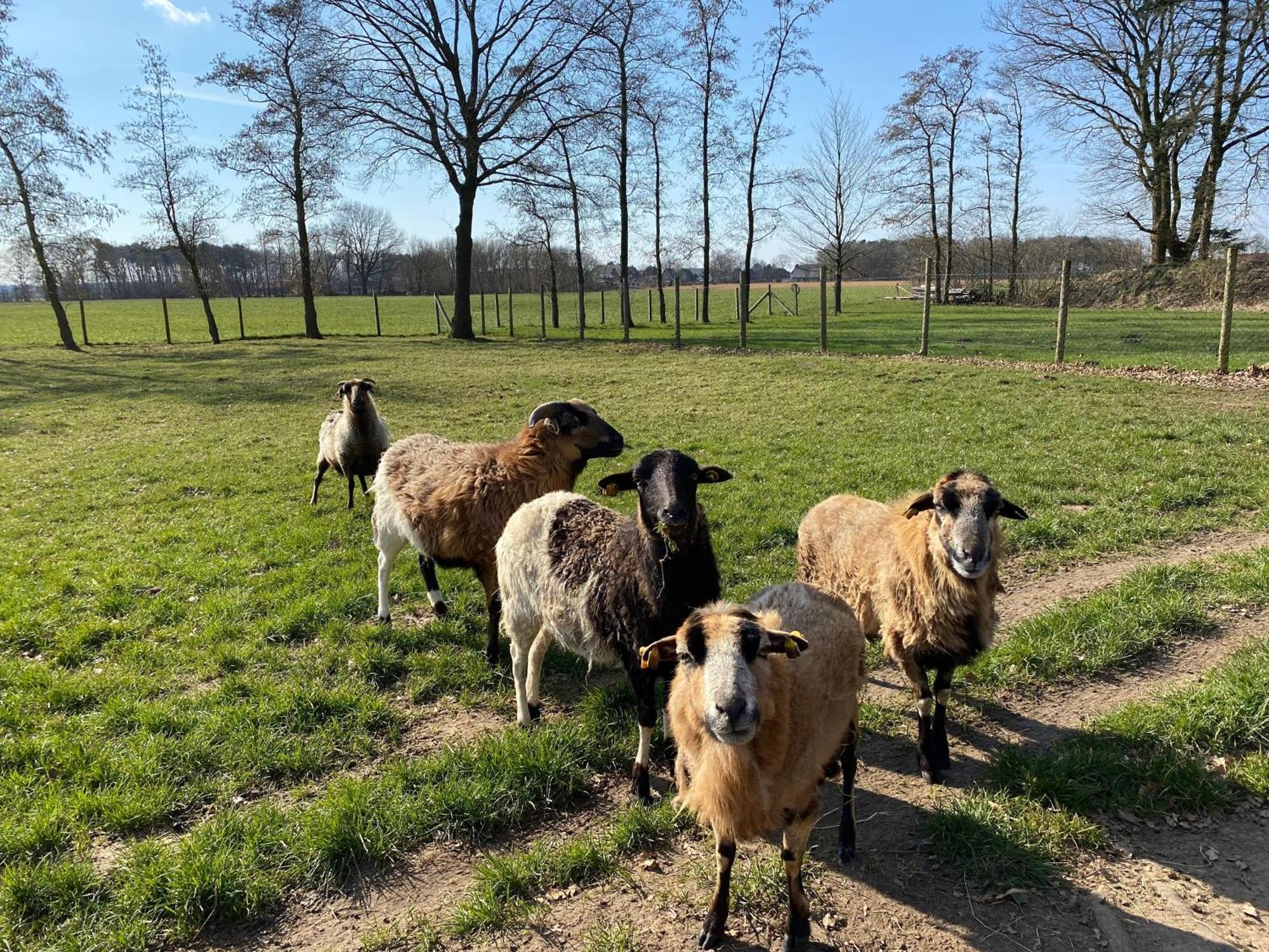 Ferienhof Westermann Waldblick Lähden Exterior foto